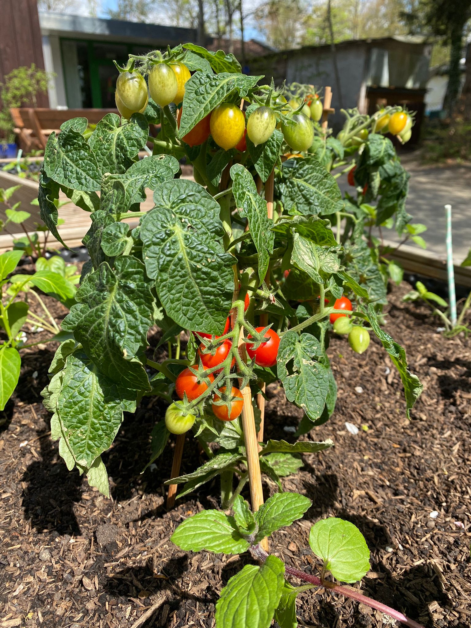 Obst & Gemüse
